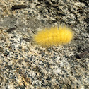 Virginian Tiger Moth Caterpillar (aka Yellow Woolly Bear Caterpillar)