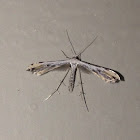 Ambrosia Plume Moth