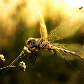 Let's Drive! by Aman Kadwasra - Animals Insects & Spiders