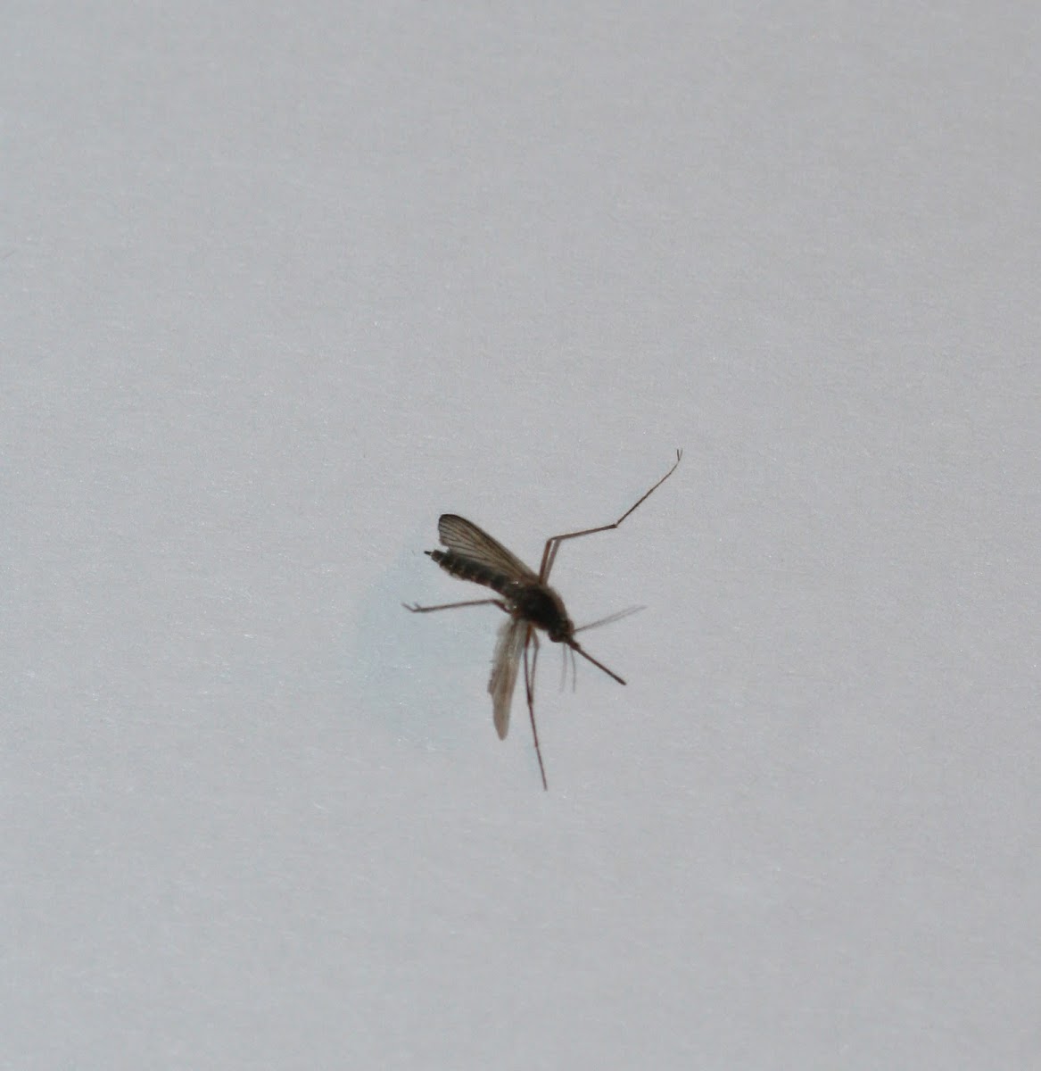 Inland Floodwater Mosquito