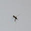 Inland Floodwater Mosquito