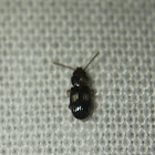 Lined Flat Bark Beetle