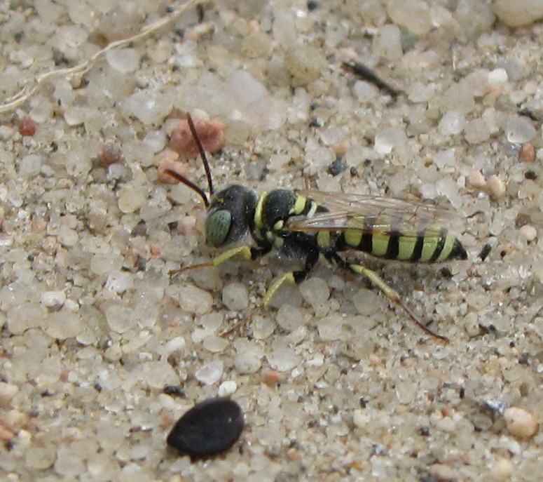 Ant-hunting wasp (male)
