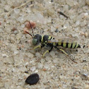 Ant-hunting wasp (male)