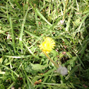 Dandelion (Yellow Flower)