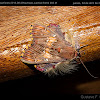 Polilla peluda / Walker's moth