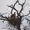 White-Backed Vulture nest