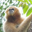 Northern white-cheeked Gibbon