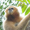 Northern white-cheeked Gibbon