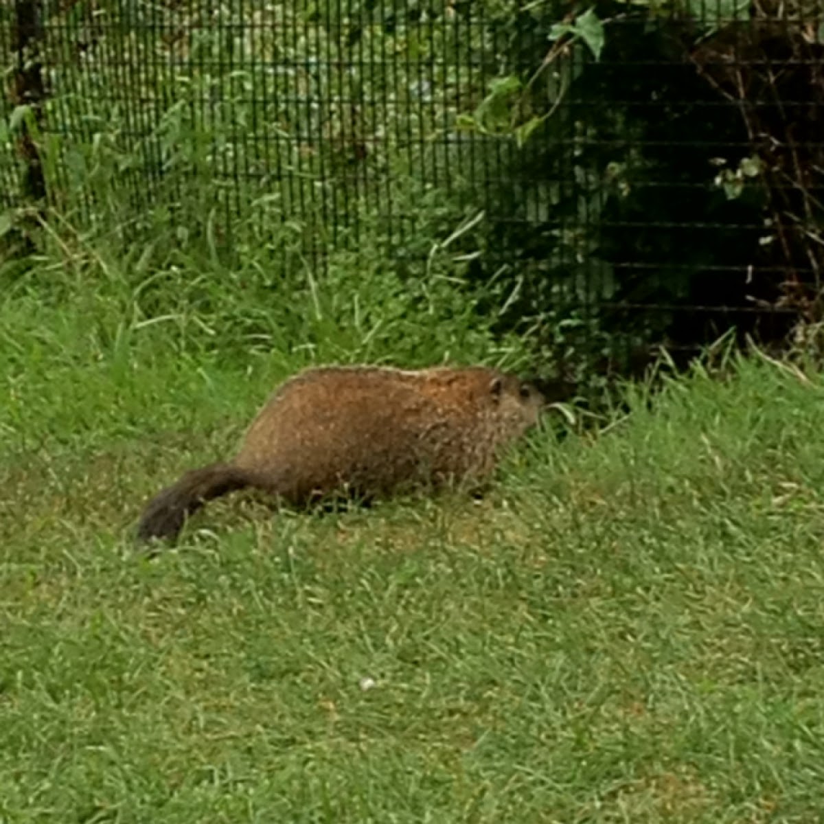 Groundhog