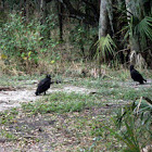 Black Vulture