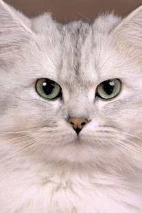 Cat Wallpaper Screenshots 9