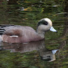 American wigeon (male)