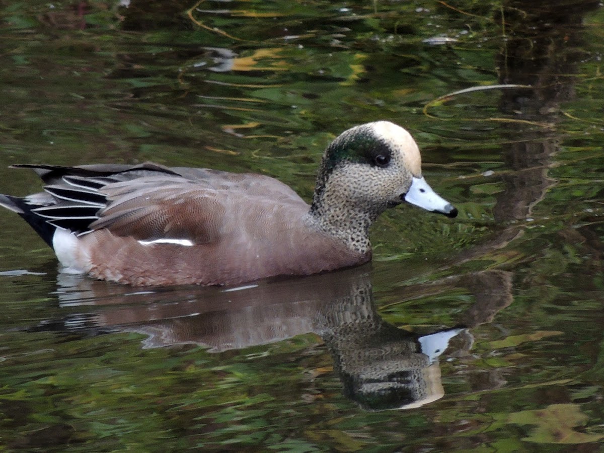 American wigeon (male)