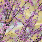 Female Cardinal in Apple and then RedBud Trees