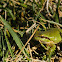 European tree frog / rela-arborícola-europeia