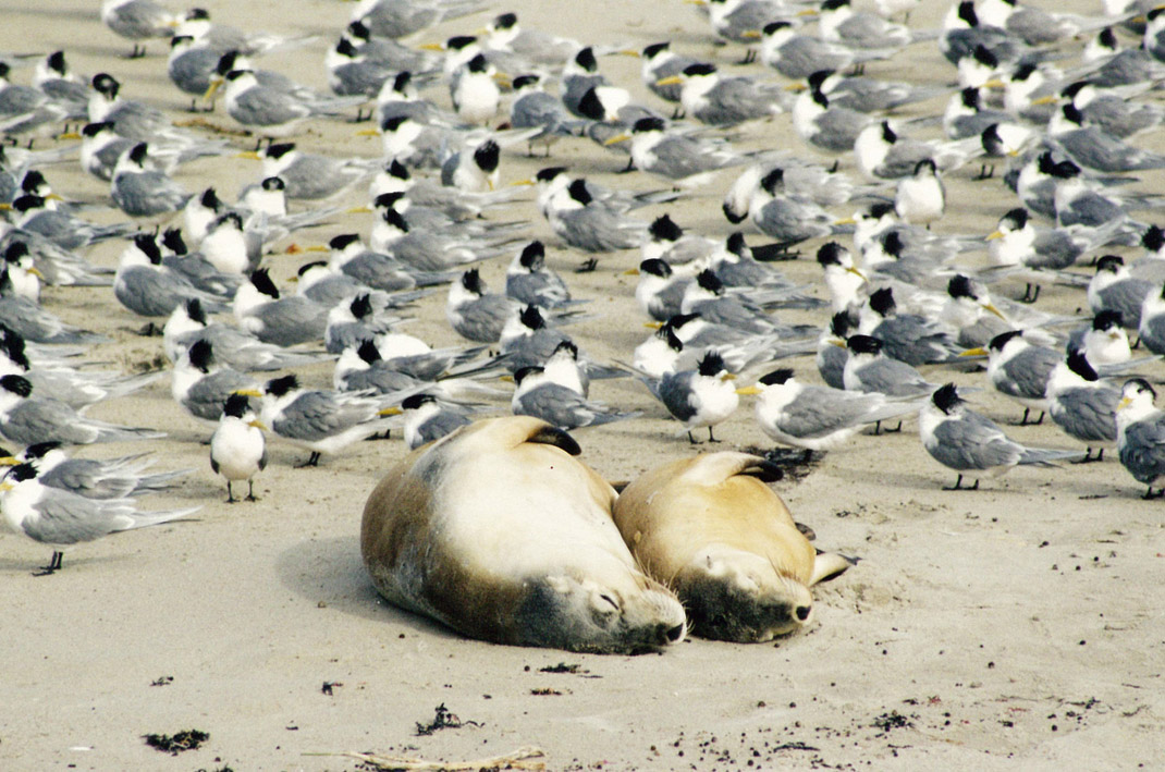 Australian Sea Lions with Greater Crested Terns