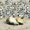 Australian Sea Lions with Greater Crested Terns