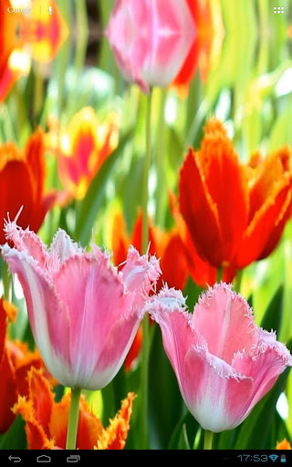 免費下載個人化APP|Fascinating Flowering Tulips app開箱文|APP開箱王