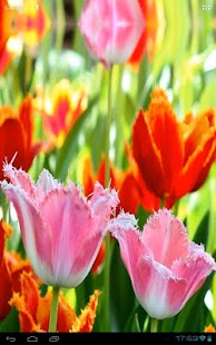 Fascinating Flowering Tulips Screenshots 1