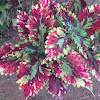 Coleus