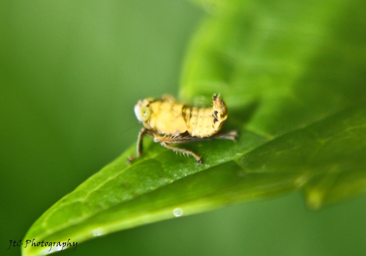 Leafhopper (nymph and adult)