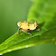 Leafhopper (nymph and adult)