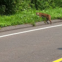 Bobcat