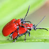 scarlet lily beetle