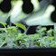 tomatoes under grow lights
