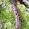 Brown-spotted Mantleslug