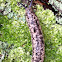 Brown-spotted Mantleslug