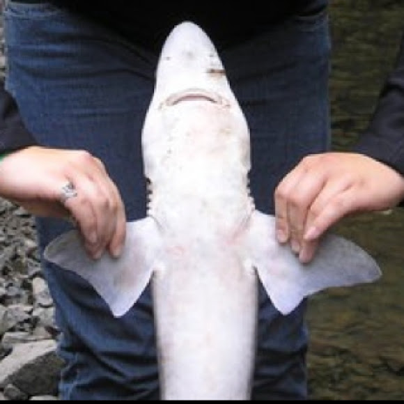 Mud shark? Project Noah