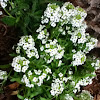 Sweet Alyssum