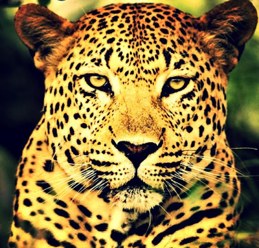 Leopard Live Wallpaper