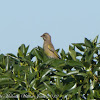 Greenfinch; Verderón