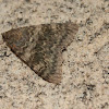 French-red-underwing