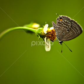 BERAYUN by Yustinus Andhi Wuryanto - Animals Insects & Spiders