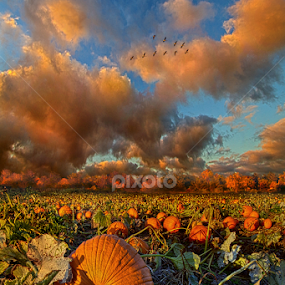 The Survivors by Phil Koch - Landscapes Prairies, Meadows & Fields
