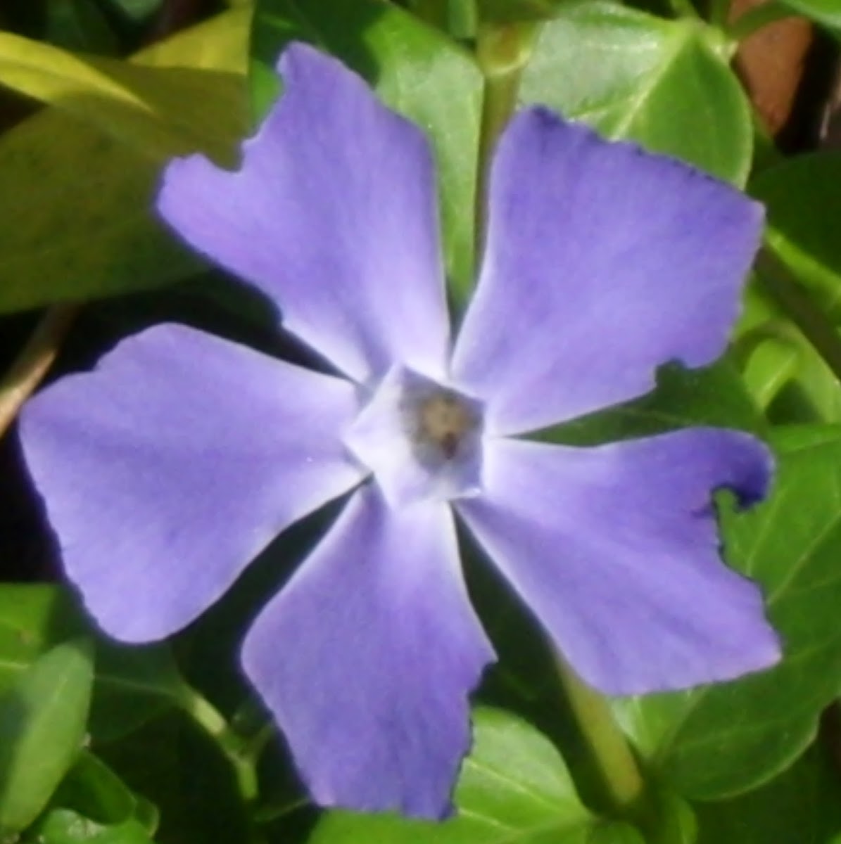 Greater Periwinkle