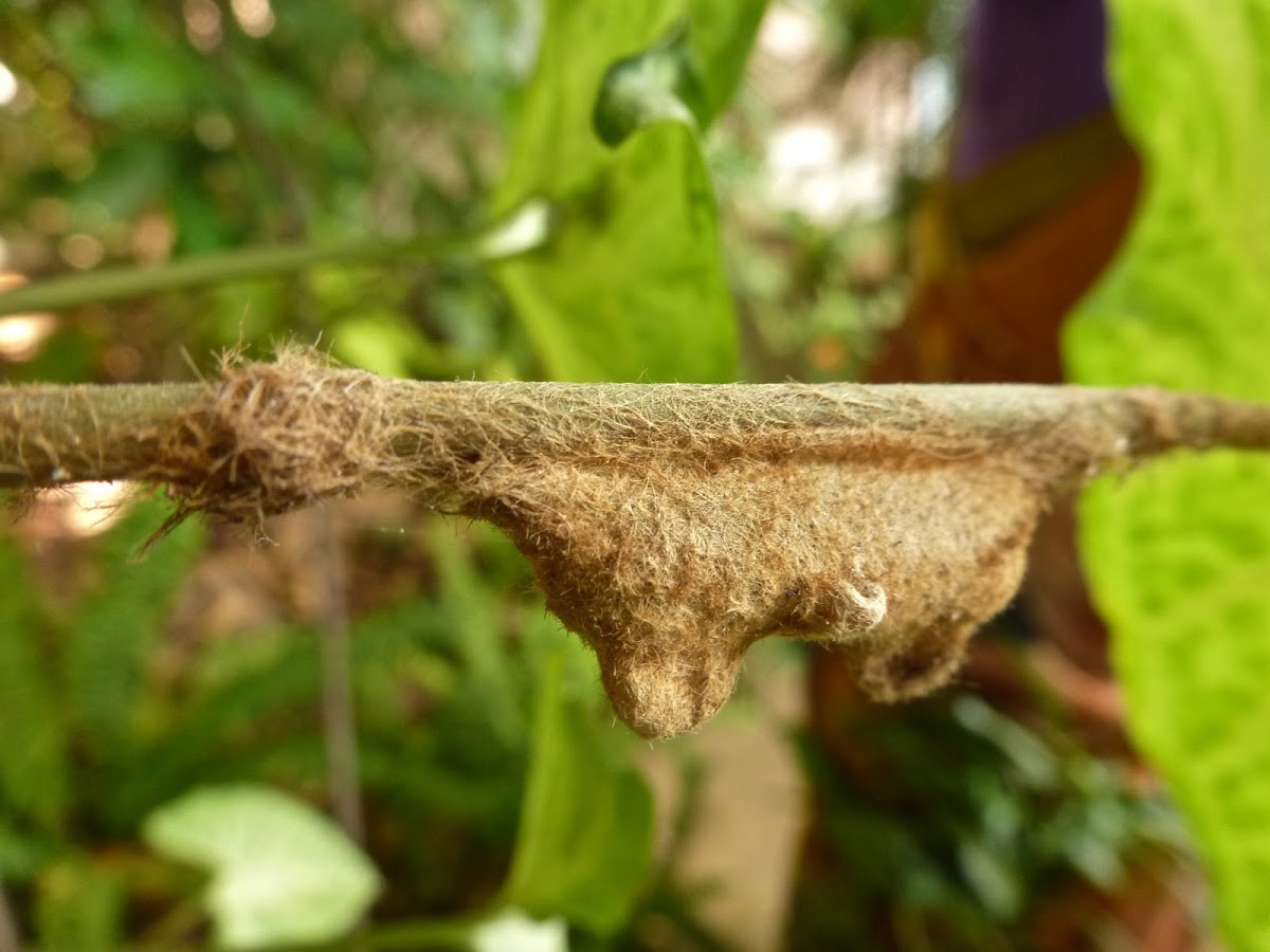 Cocoon of the Caterpillar of a Lappet Moth