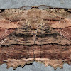 Common Lytrosis Moth
