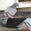 Rock Pigeon