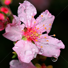 by Tim Bennett - Flowers Tree Blossoms