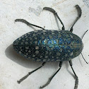 Sulphurous Jewel Beetle