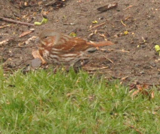 Fox Sparrow