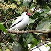 Masked Tityra (male)