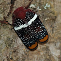 Eurybrachidae planthopper
