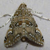 Waterlily Borer Moth