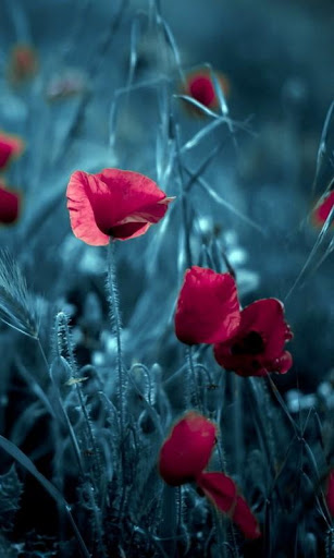 Poppies HD Wallpaper